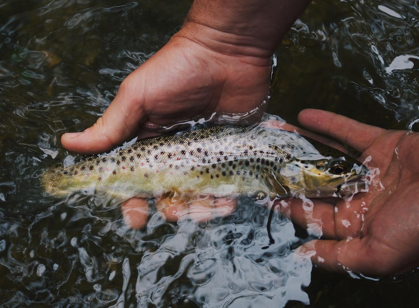 Trout Stream