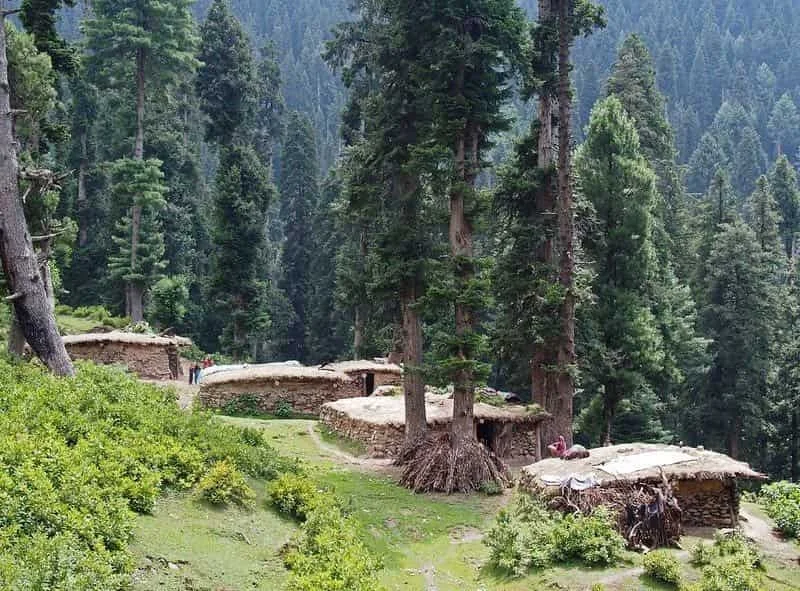 Pine Forests