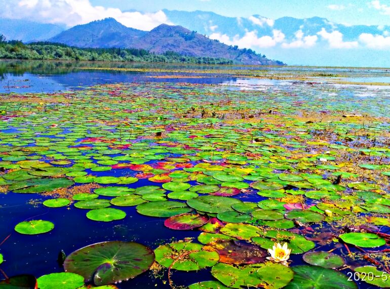 Lotus Flowers at Mansbal