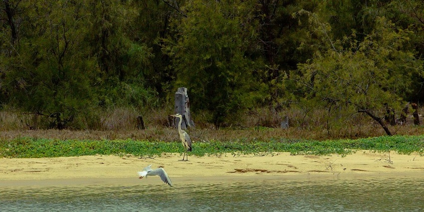 Bird Watching at Mansbal